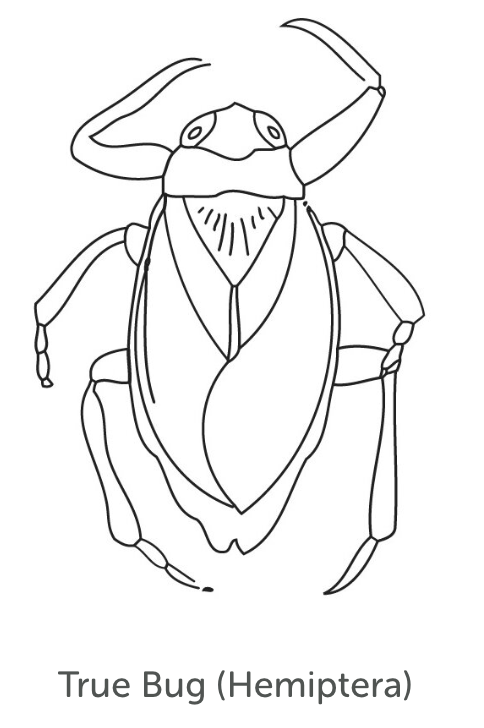Moderately Tolerant Bug 3
